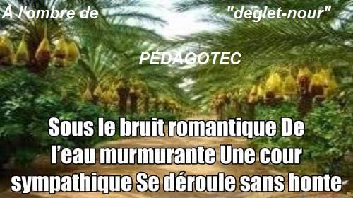a-lombre-de-deglet-nour2....jpg