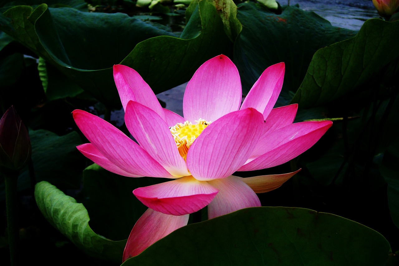 lotus-5461214_1280.jpg